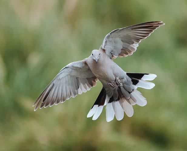 A hunter in a field during a dove hunt.